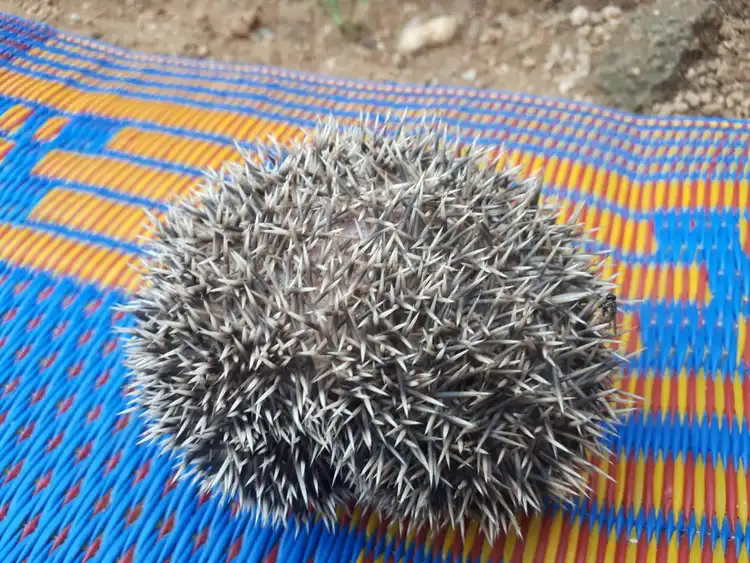 osos