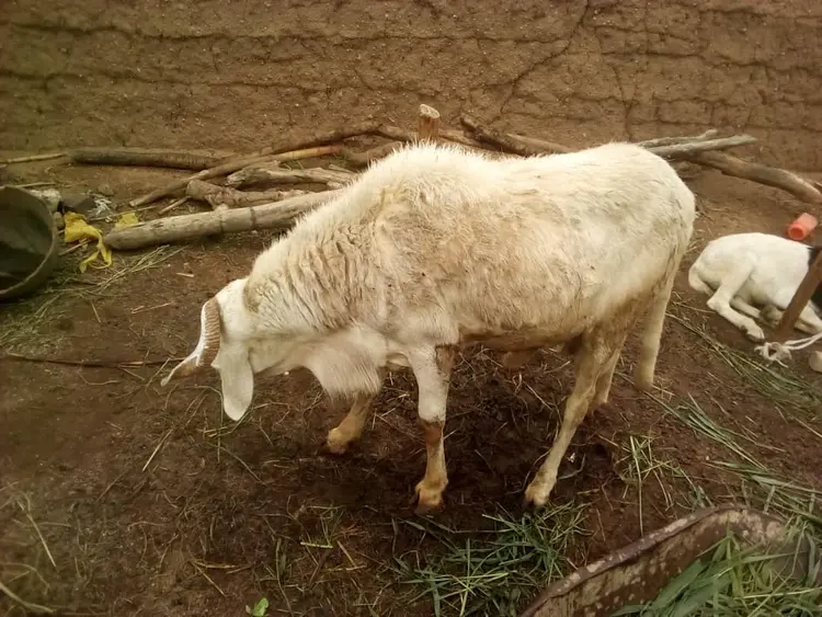 Gurgora